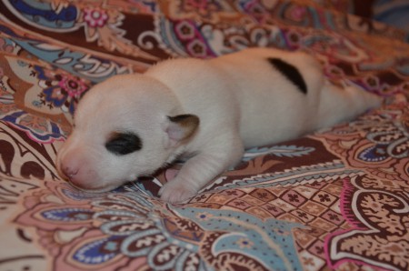 ...und EMIL als Kuschel-Pirat :-)